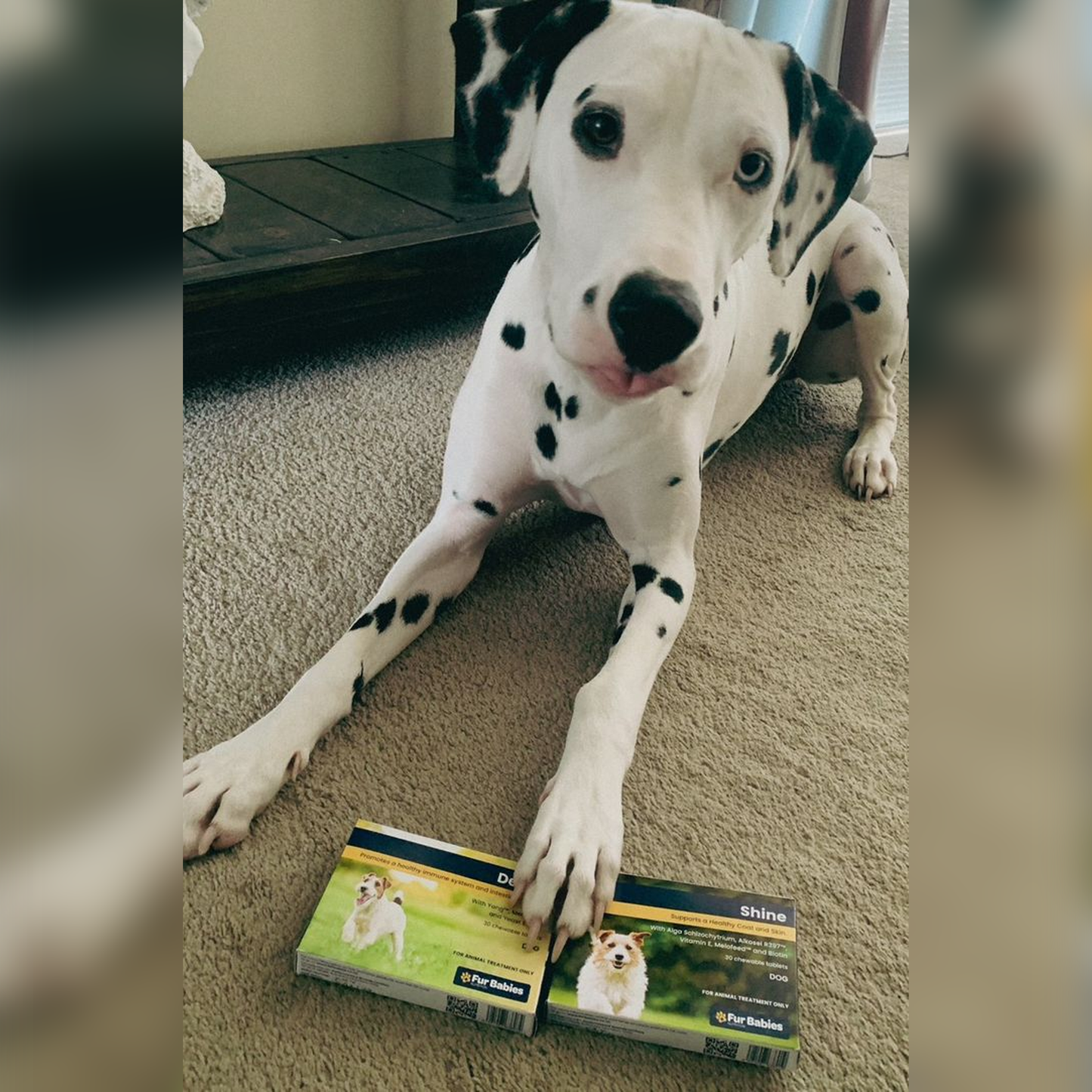 Fur Babies DEFEND for Dogs