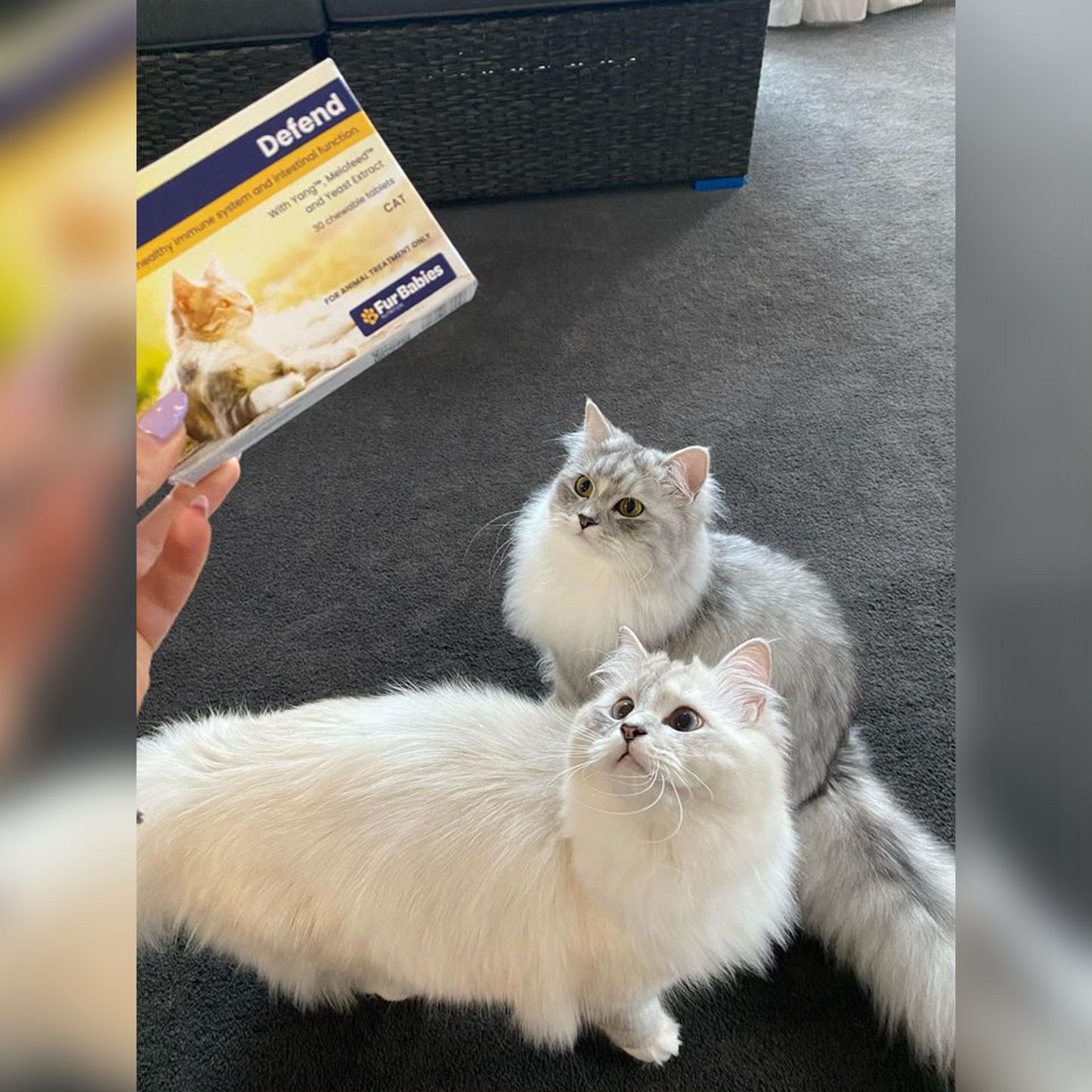 Fur Babies DEFEND for Cats