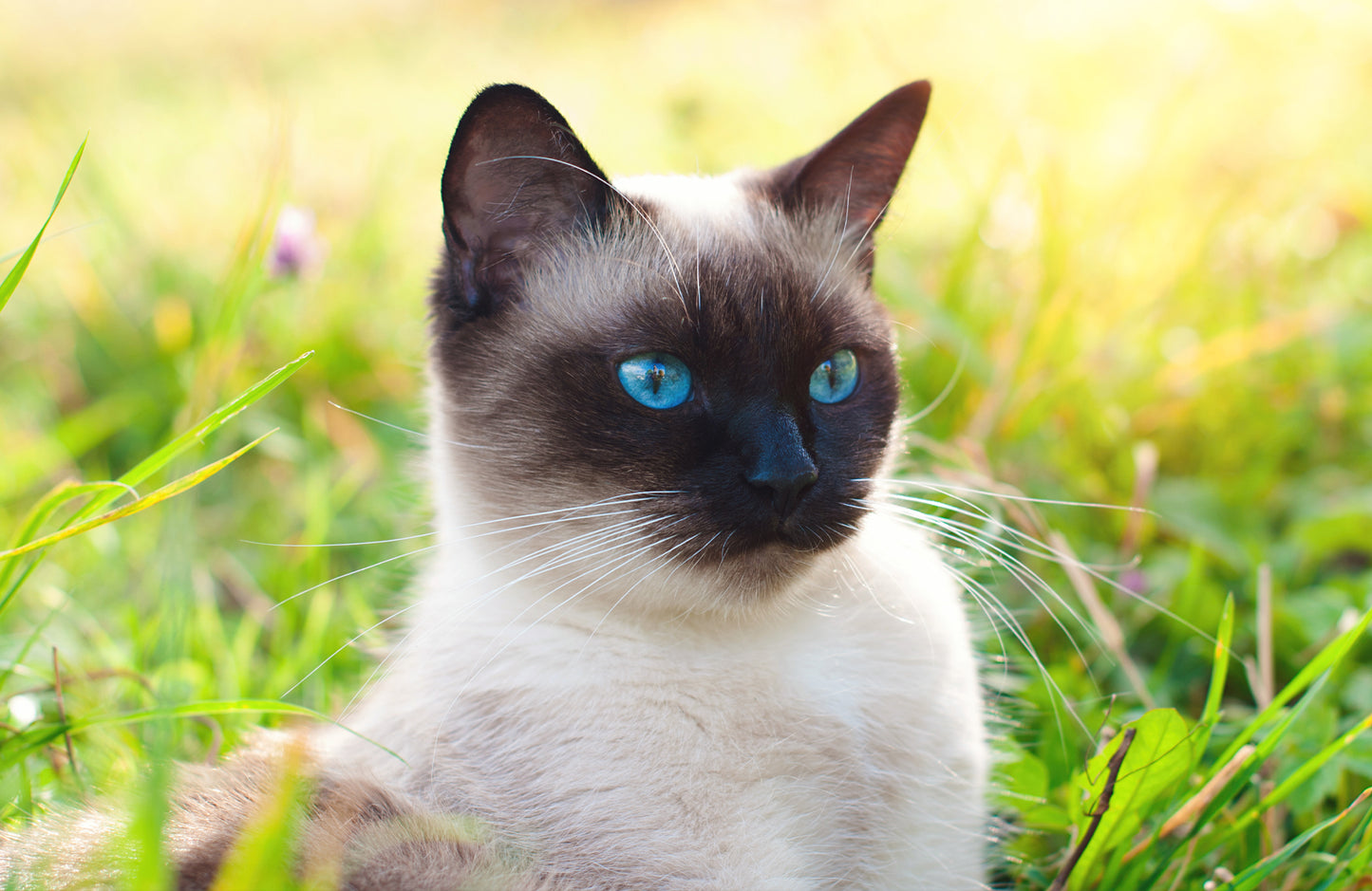 Fur Babies Nutrition