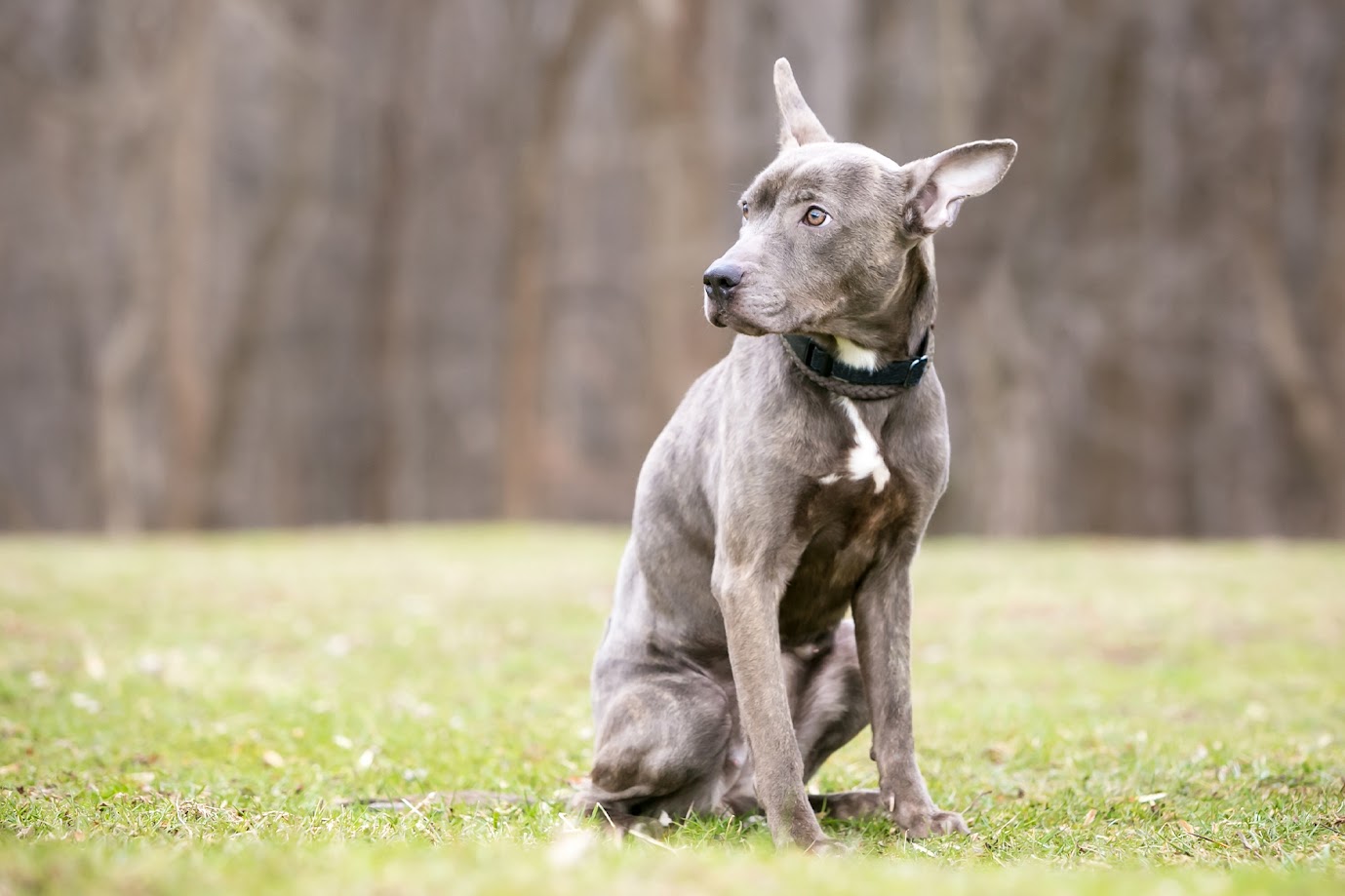 Anxiety in pets and the science behind Fur Babies Calm