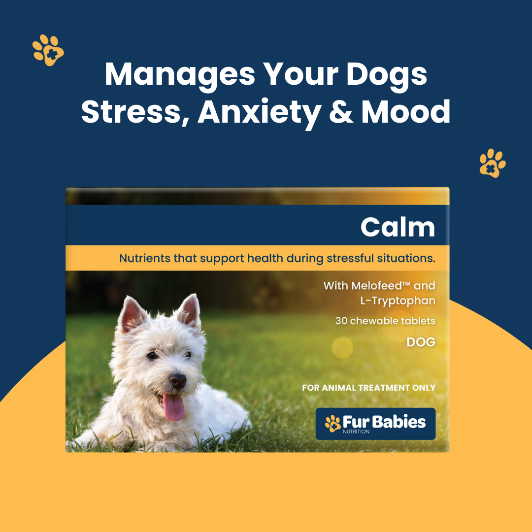 Dog Calming Tablets Shop Calming Supplements For Dogs Fur