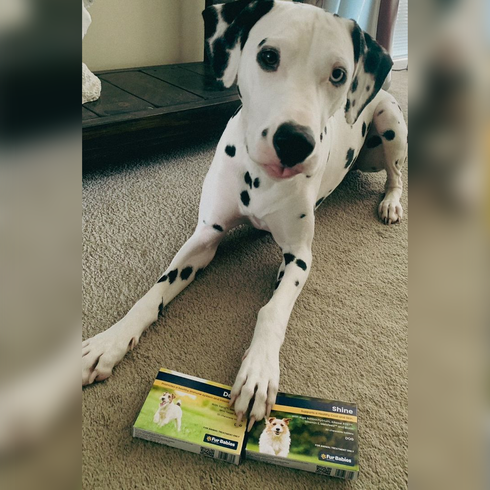 Skin and Coat Supplements For Dogs Improve Your Dogs Coat Fur