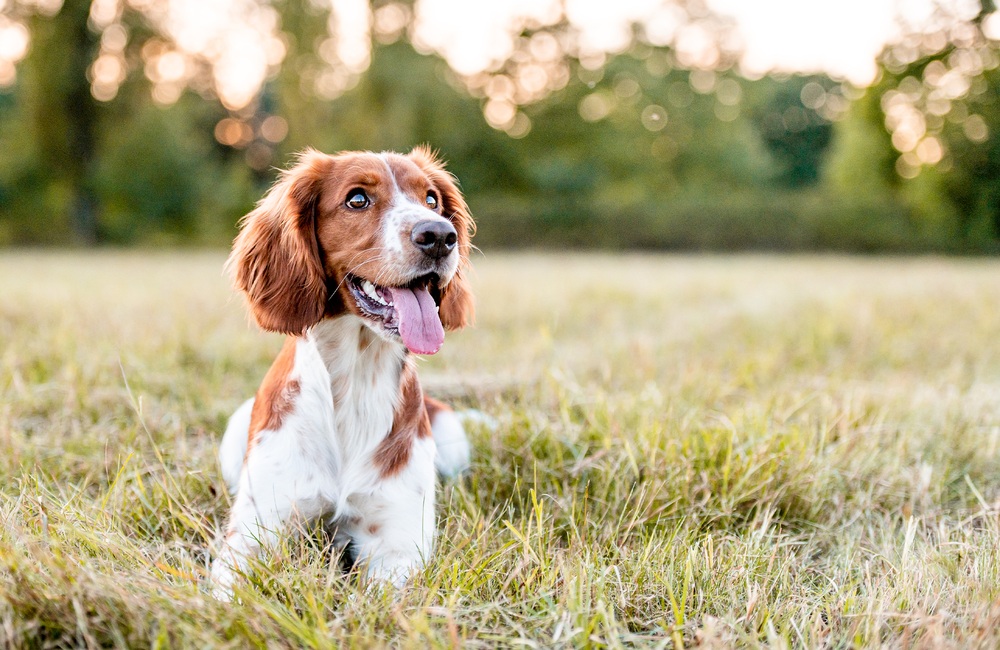 Fur Babies Nutrition