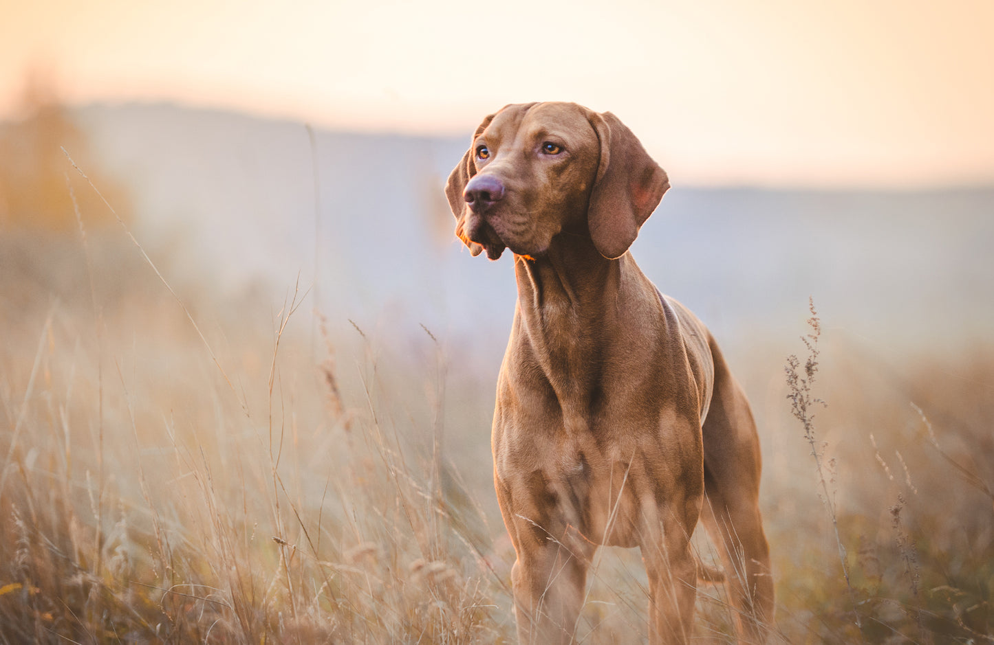 Fur Babies Nutrition