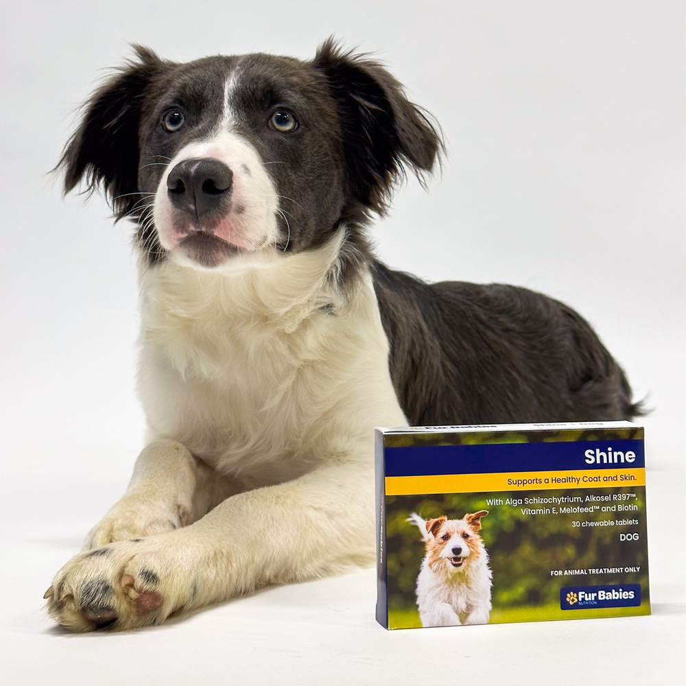Coat shine 2025 for dogs